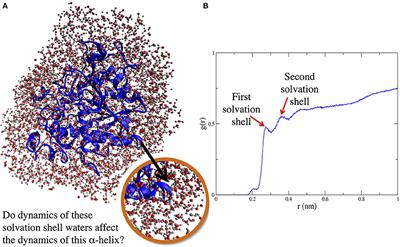 How Does Solvation Layer Mobility Affect Protein Structural Dynamics?